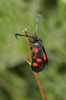06-7162 - 5 Spot Burnet Moth (Zygaena trifolii) Low Barnes Nature Reserve, County Durham.